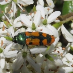 Castiarina scalaris (Scalaris jewel beetle) at Tuggeranong Hill - 20 Dec 2020 by Owen