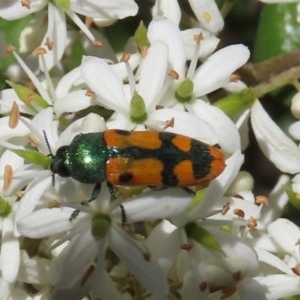 Castiarina scalaris at Theodore, ACT - 20 Dec 2020