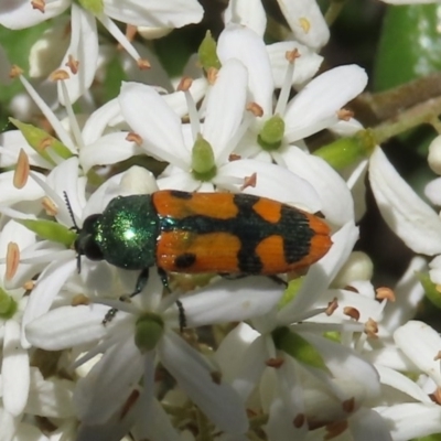 Castiarina scalaris (Scalaris jewel beetle) at Theodore, ACT - 20 Dec 2020 by owenh