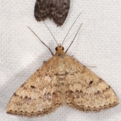 Scopula rubraria (Reddish Wave, Plantain Moth) at Melba, ACT - 19 Nov 2020 by kasiaaus