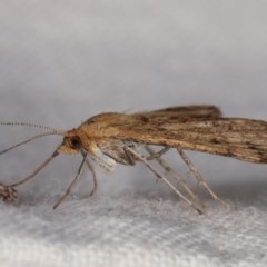 Scopula rubraria at Melba, ACT - 19 Nov 2020 11:00 PM