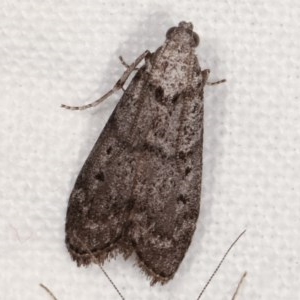 Heteromicta pachytera at Melba, ACT - 19 Nov 2020