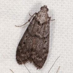 Heteromicta pachytera (Galleriinae subfamily moth) at Melba, ACT - 19 Nov 2020 by kasiaaus