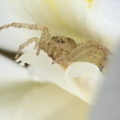 Thomisidae (family) (Unidentified Crab spider or Flower spider) at Acton, ACT - 16 Dec 2020 by WHall