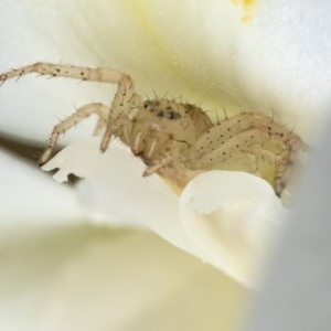 Thomisidae (family) at Acton, ACT - 16 Dec 2020 03:03 PM