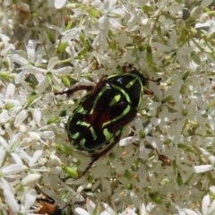 Eupoecila australasiae (Fiddler Beetle) at Theodore, ACT - 20 Dec 2020 by Owen