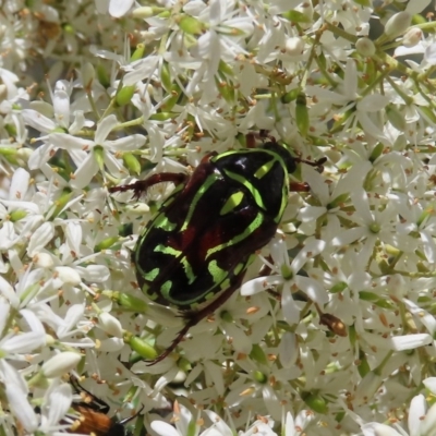 Eupoecila australasiae (Fiddler Beetle) at Theodore, ACT - 20 Dec 2020 by Owen