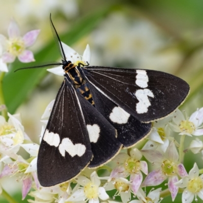 Nyctemera amicus (Senecio Moth, Magpie Moth, Cineraria Moth) at ANBG - 16 Dec 2020 by WHall