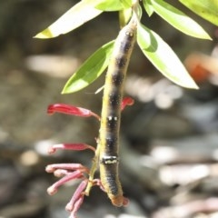 Oenochroma vinaria (Pink-bellied Moth, Hakea Wine Moth) at Higgins, ACT - 19 Dec 2020 by AlisonMilton