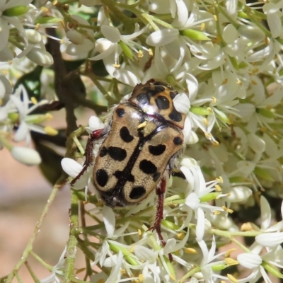 Neorrhina punctata (Spotted flower chafer) at Tuggeranong Hill - 20 Dec 2020 by Owen