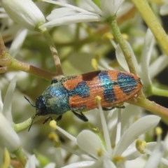 Castiarina hilaris (A jewel beetle) at Tuggeranong Hill - 20 Dec 2020 by Owen
