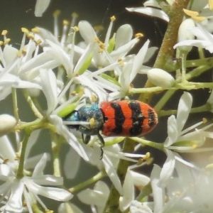 Castiarina crenata at Theodore, ACT - 20 Dec 2020 12:22 PM