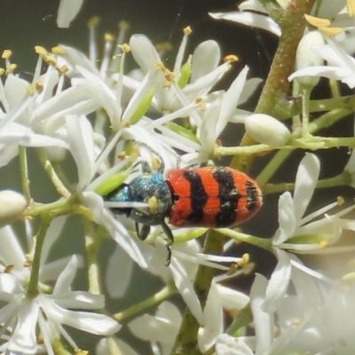 Castiarina crenata (Jewel beetle) at Tuggeranong Hill - 20 Dec 2020 by Owen