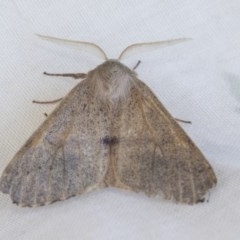 Arhodia lasiocamparia (Pink Arhodia (Oenochrominae)) at Holt, ACT - 20 Dec 2020 by AlisonMilton