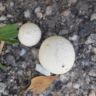 Unidentified Simple spore sac, with an apical hole [puffballs] at Paddys River, ACT - 20 Dec 2020 by tpreston