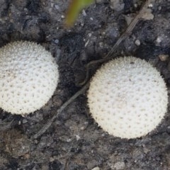 zz puffball at Paddys River, ACT - 20 Dec 2020