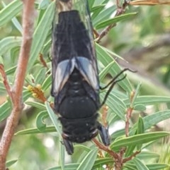 Yoyetta denisoni (Black Firetail Cicada) at Paddys River, ACT - 20 Dec 2020 by tpreston