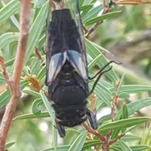 Yoyetta denisoni at Paddys River, ACT - 20 Dec 2020