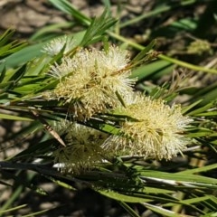 Callistemon sieberi (River Bottlebrush) at Point Hut to Tharwa - 20 Dec 2020 by tpreston