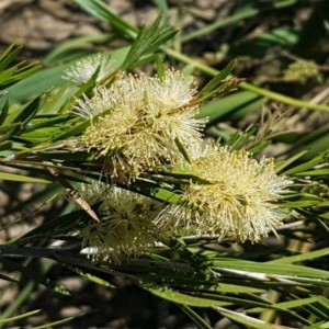 Callistemon sieberi at Paddys River, ACT - 20 Dec 2020 03:24 PM