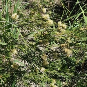 Callistemon sieberi at Paddys River, ACT - 20 Dec 2020