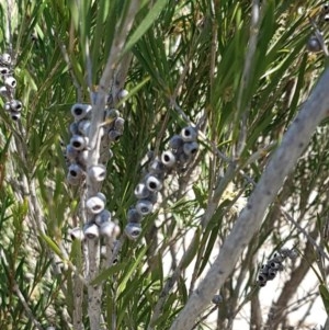 Callistemon sieberi at Paddys River, ACT - 20 Dec 2020