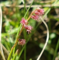 Gonocarpus tetragynus (Common Raspwort) at Gibraltar Pines - 20 Dec 2020 by tpreston