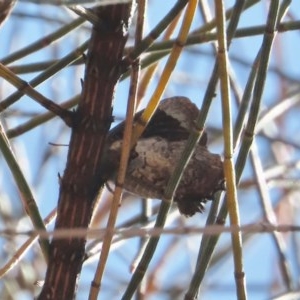 Ogyris abrota at Theodore, ACT - 20 Dec 2020 12:46 PM