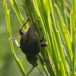 Perperus sp. (genus) at Paddys River, ACT - 20 Dec 2020