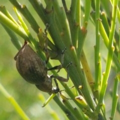 Perperus sp. (genus) at Paddys River, ACT - 20 Dec 2020