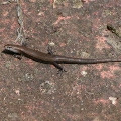 Lampropholis delicata (Delicate Skink) at Pambula Beach, NSW - 20 Dec 2020 by KylieWaldon