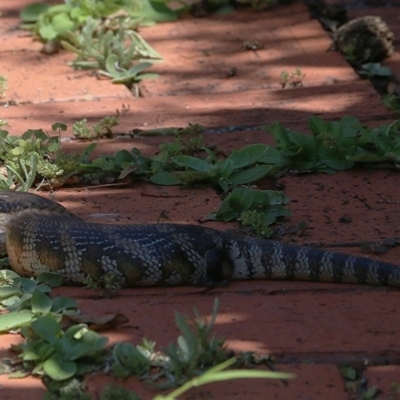 Tiliqua scincoides scincoides (Eastern Blue-tongue) at Pambula Beach, NSW - 20 Dec 2020 by KylieWaldon