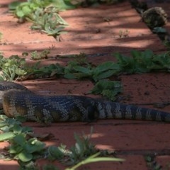 Tiliqua scincoides scincoides (Eastern Blue-tongue) at Pambula Beach, NSW - 20 Dec 2020 by Kyliegw