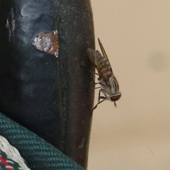 Tabanidae (family) (Unidentified march or horse fly) at Pambula Beach, NSW - 20 Dec 2020 by KylieWaldon