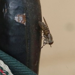 Tabanidae (family) (Unidentified march or horse fly) at Pambula Beach, NSW - 20 Dec 2020 by Kyliegw