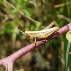 Bermius brachycerus (A grasshopper) at Paddys River, ACT - 20 Dec 2020 by trevorpreston