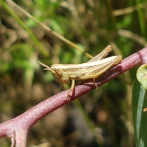 Bermius brachycerus at Paddys River, ACT - 20 Dec 2020