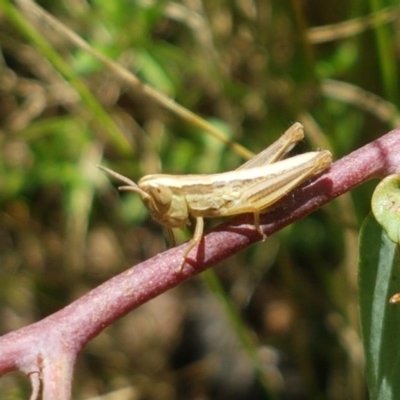 Bermius brachycerus (A grasshopper) at Gibraltar Pines - 20 Dec 2020 by trevorpreston