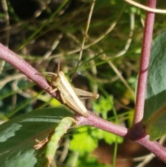 Bermius brachycerus at Paddys River, ACT - 20 Dec 2020