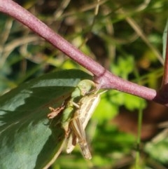 Bermius brachycerus at Paddys River, ACT - 20 Dec 2020