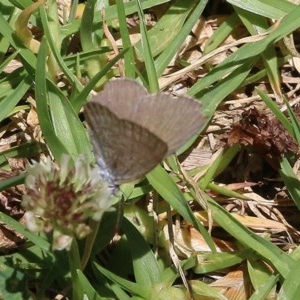 Zizina otis at Pambula Beach, NSW - 20 Dec 2020 02:30 PM