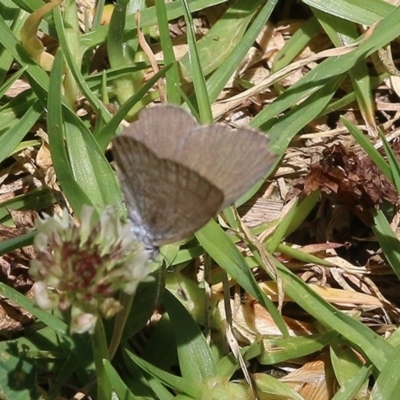 Zizina otis (Common Grass-Blue) at Pambula Beach, NSW - 20 Dec 2020 by KylieWaldon