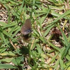 Zizina otis at Pambula Beach, NSW - 20 Dec 2020 02:30 PM