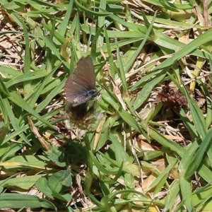 Zizina otis at Pambula Beach, NSW - 20 Dec 2020 02:30 PM