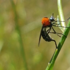 Cabasa pulchella (Robber fly) at Gibraltar Pines - 20 Dec 2020 by trevorpreston