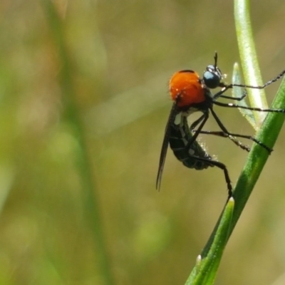 Cabasa pulchella (Robber fly) at Gibraltar Pines - 20 Dec 2020 by trevorpreston