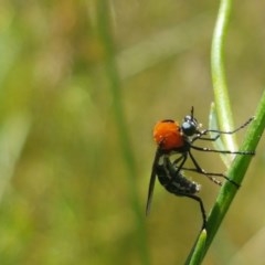 Cabasa pulchella at Paddys River, ACT - 20 Dec 2020