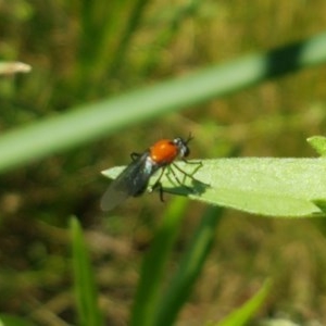 Cabasa pulchella at Paddys River, ACT - 20 Dec 2020