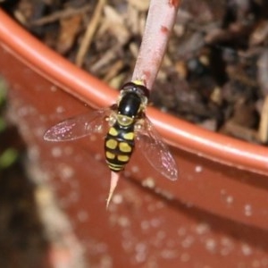 Simosyrphus grandicornis at Pambula Beach, NSW - 20 Dec 2020