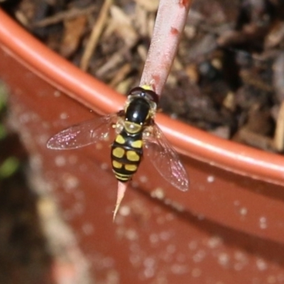 Simosyrphus grandicornis (Common hover fly) at Pambula Beach, NSW - 20 Dec 2020 by KylieWaldon